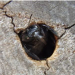 carpenter-bee-wood-hole