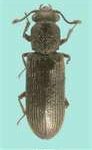 powderpost beetle image